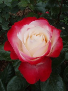 NOSTALGIA (hybrid tea)